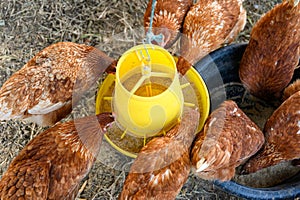 Flock of Hens eating rice bran on yellow tray in coop