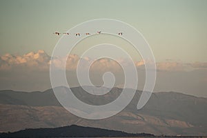 Flock of herons flying through a blue sky