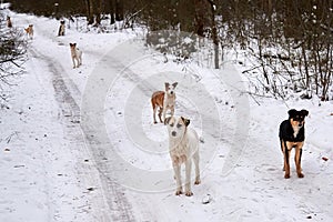 A flock of homeless dogs on the road in the forest in winter