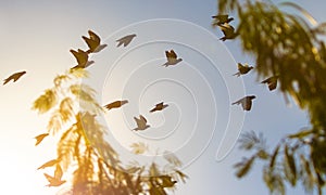 Flock of homing pigeon bird flying against beautiful evening sun light