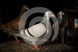 Flock of homing pigeon bird in home loft