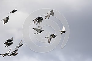 Flock of homing pigeon flying against cloudy sky