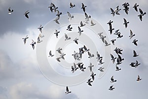Flock of homing pigeon flying against cloudy sky