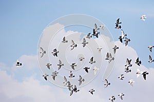 Flock homing pigeon flying against white cloud and blue sky background