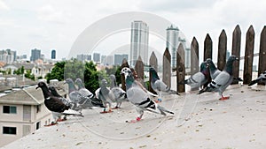 Flock of homing pigeon standing on home loft