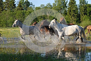Flock of horses in splashes
