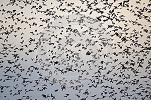 Flock of hundreds of birds migrating to warm countries