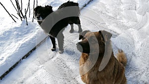 A flock of hungry dogs waiting for food from a volunteer in the snow in winter, on the street