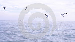 A flock of hungry gulls flying over the water and eating food over the sea. seascape.