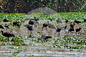 Flock of ibis birds (Plegadis falcinellus)