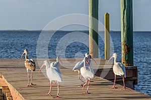 Flock of Ibis birds taking a walk on a dock