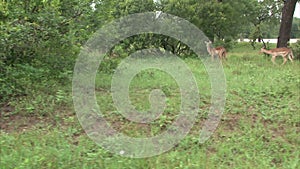 Flock of impala antelope with Blue wildebeest