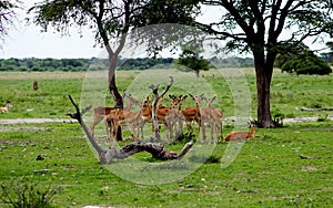 Flock of impala antilopes in botsuana