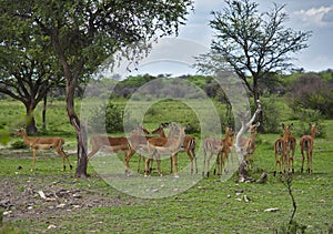 Flock of impala antilopes in the shade of a tree photo