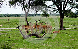Flock of impala antilopes in botsuana photo