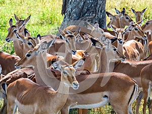 A flock of impala cools in the shadow under a tree