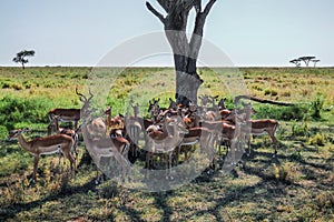 A flock of impala cools in the shadow under a tree