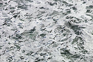 Flock Inca tern, Larosterna inca, hunting fish, Paracas, Peru