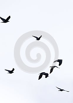 Flock of jackdaws flying in the sky.