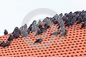 Flock with Jackdaws on a roof