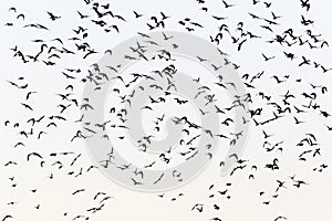 Flock of Jackdaws in silhouette in the sky