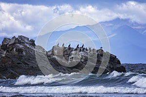 A flock of Japanese cormorants on a rock. South Kuriles