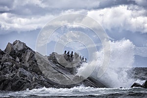 A flock of Japanese cormorants on rock. South Kuriles