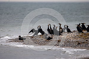 Flock of japanese cormorants (Phalacrocorax capillatus) on a promontory in the Baltic Sea