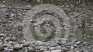 Flock of Javan Mynas Foraging and Bathing on a Rocky Streambed in Taiwan