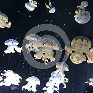 A flock of jellyfish