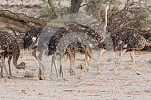 Flock of juvenile ostriches in the kalahari
