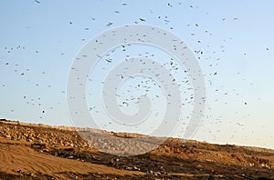 Flock of kites circling over a landfill