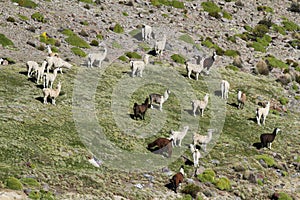 Flock of lamas near Guallatire village photo