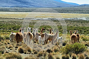 Flock of lamas in volcano isluga national park