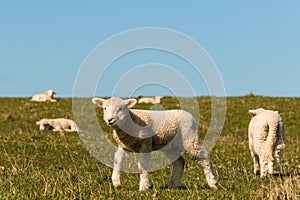 Flock of lambs grazing on meadow