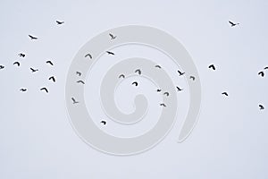 Flock of lapwing birds in flight