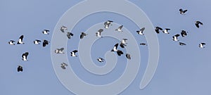 A flock of Lapwings in flight