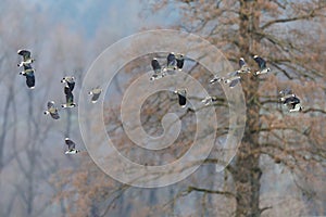 flock of lapwings (vanellus vanellus) flying in front of tree