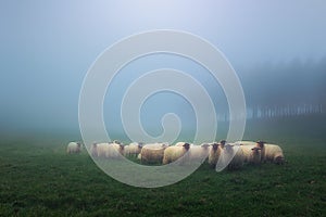 Flock of latxa sheep