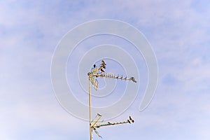 Flock of Laundress birds on a TV antenna