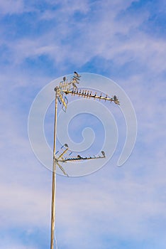 A flock of Laundress birds on a TV antenna against stunning blue sky with clouds