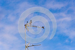 A flock of Laundress birds on a TV antenna against stunning blue sky with clouds