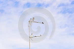 A flock of Laundress birds on a TV antenna against stunning blue sky with clouds