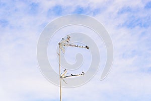 A flock of Laundress birds on a TV antenna against stunning blue sky with clouds.