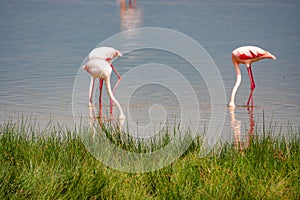 A flock of lesser flamingo foraging with it& x27;s head in water at Amboseli National Park in Kenya