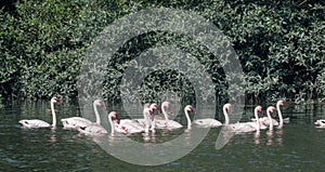 A flock of lesser flamingo Phoeniconaias minor seen swimming in the wetlands near Airoli in New Bombay in Maharashtra