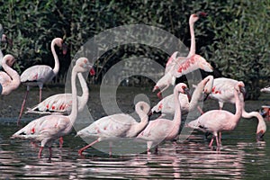 A flock of lesser flamingo Phoeniconaias minor seen swimming in the wetlands near Airoli in New Bombay in Maharashtra