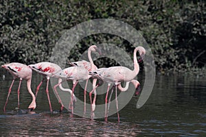 A flock of lesser flamingo Phoeniconaias minor seen in the wetlands near Airoli in New Bombay in Maharashtra