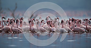 Flock of Lesser Flamingos at Bogoria lake