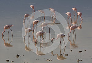 flock of lesser flamingos feed on algae in the wild still alkaline waters of lake amboseli in amboseli national park, kenya